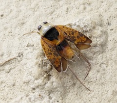 Notonecta maculata
