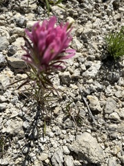 Castilleja purpurea