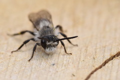 Andrena cineraria