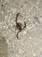 Serradigitus wupatkiensis