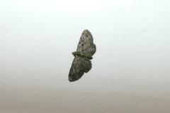 Pasiphila rectangulata