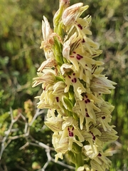 Orchis galilaea