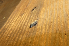 Olethreutes ferrolineana