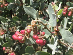 Arctostaphylos otayensis