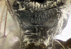 Lasioglossum pseudoplanulum