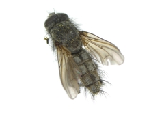 Sarcophagidae