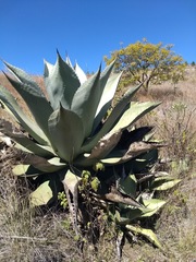 Agave marmorata
