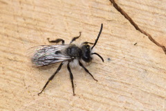 Andrena cineraria