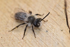 Andrena cineraria