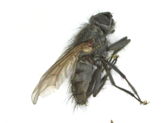 Sarcophagidae