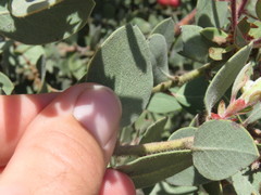 Arctostaphylos otayensis