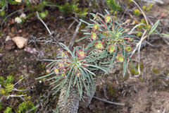 Euphorbia clava