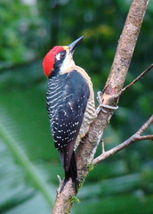 Black-Cheeked Woodpecker photo 5