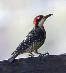 Black-Cheeked Woodpecker photo 4