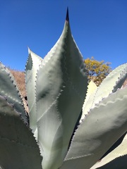 Agave marmorata