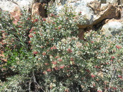 Arctostaphylos otayensis