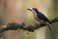 Black-Cheeked Woodpecker photo 2