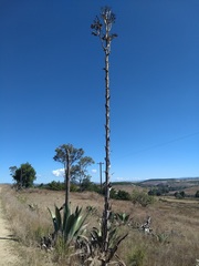 Agave scaposa