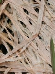 Fusarium