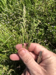 Poa chapmaniana