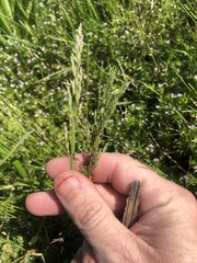 Poa chapmaniana