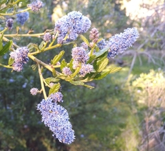 Ceanothus thyrsiflorus griseus