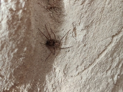 Tegenaria ferruginea