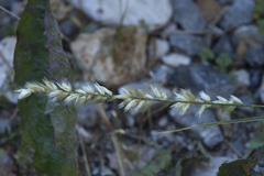 Melica persica