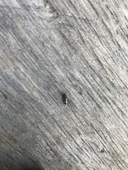 Glischrochilus quadripunctatus