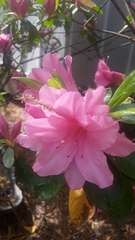 Rhododendron
