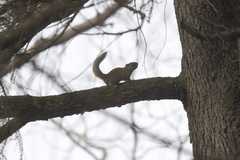 Callosciurus erythraeus