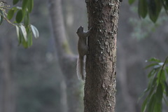 Callosciurus erythraeus