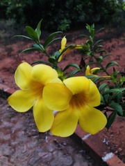 Allamanda cathartica