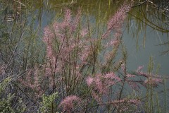 Tamarix parviflora