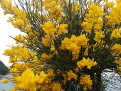 Genista ephedroides