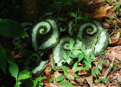 Begonia rex-cultorum