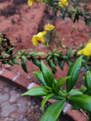 Allamanda cathartica
