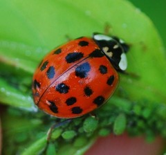 Harmonia axyridis