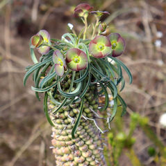 Euphorbia clava