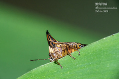 Alcimocoris coronatus