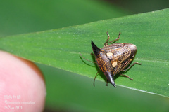 Alcimocoris coronatus
