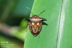 Alcimocoris coronatus