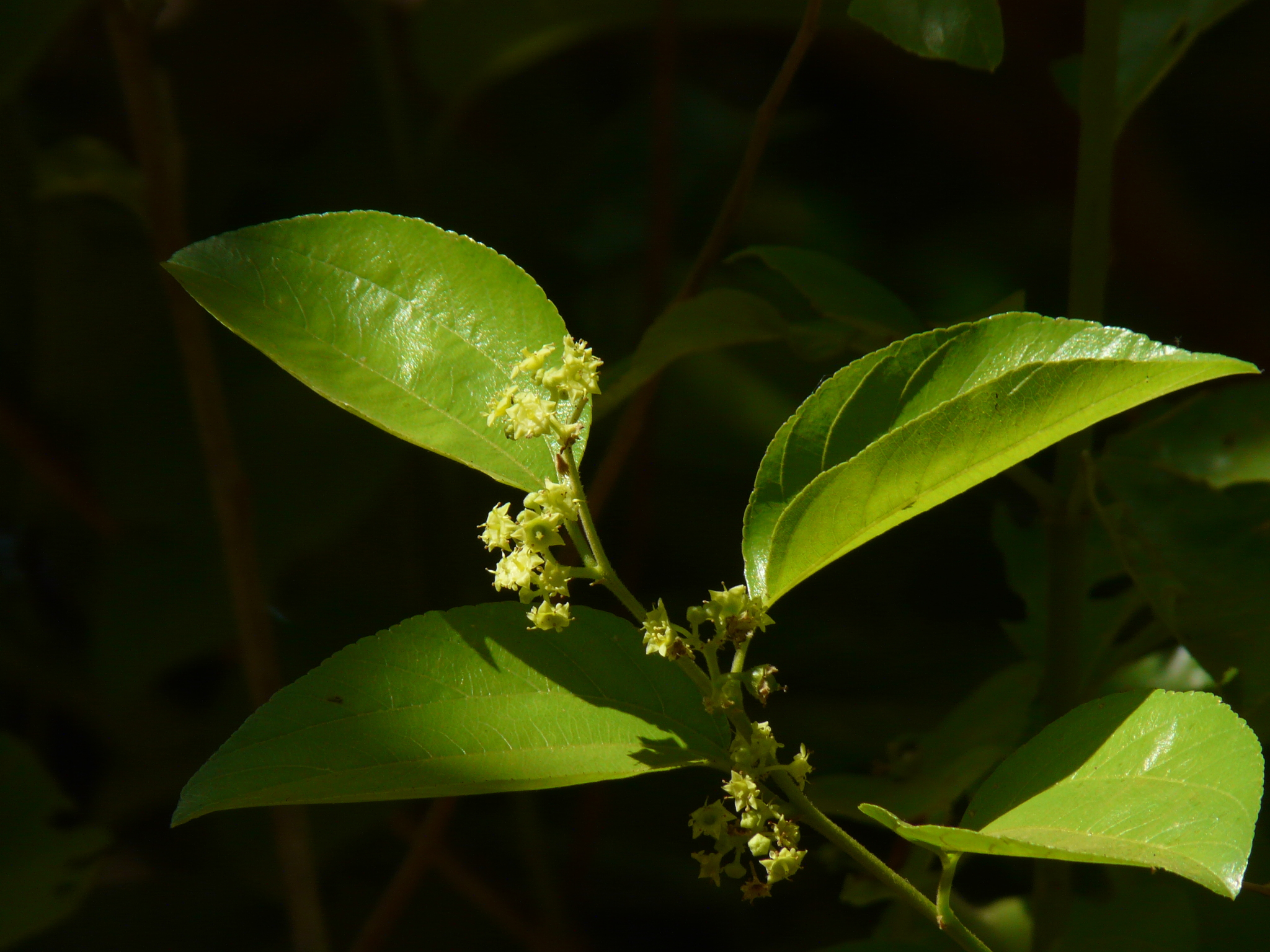 Ziziphus xylopyrus (Retz.) Willd.