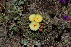 Parodia erinaceus
