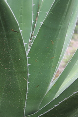 Agave obscura