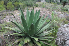 Agave obscura