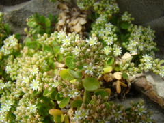 Polycarpon polycarpoides