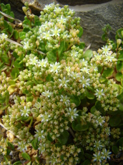 Polycarpon polycarpoides