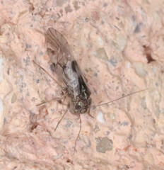 Hyalopsocus striatus