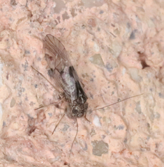 Hyalopsocus striatus